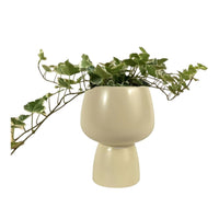 English Ivy Junior