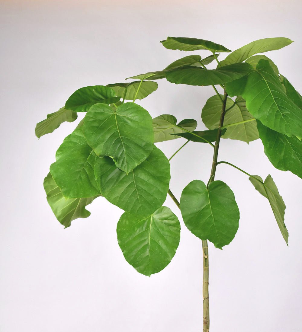 80-110cm