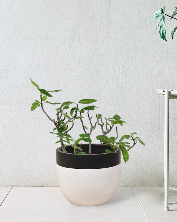 Tumbleweed Plants