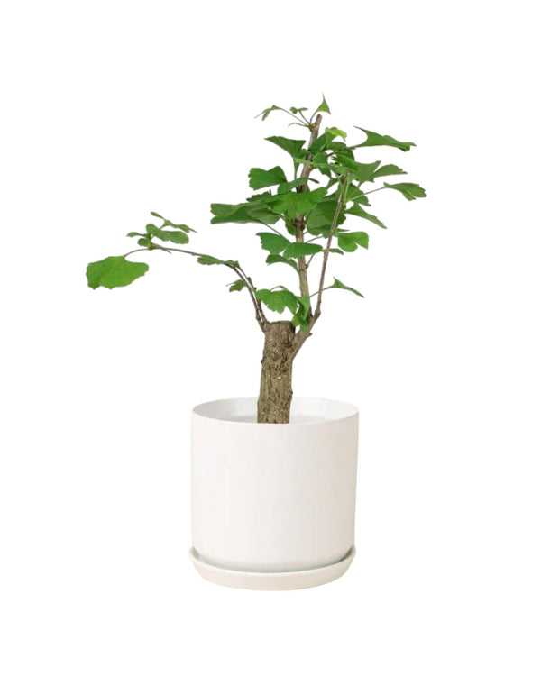 Tumbleweed Plants