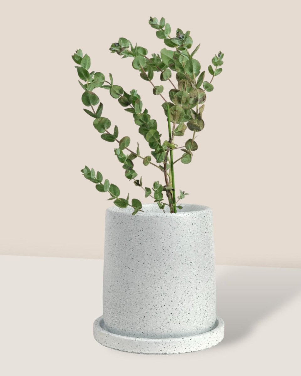 Japanese Eucalyptus - EUCALYPTUS 'albida' - Potted plant - Tumbleweed Plants - Online Plant Delivery Singapore