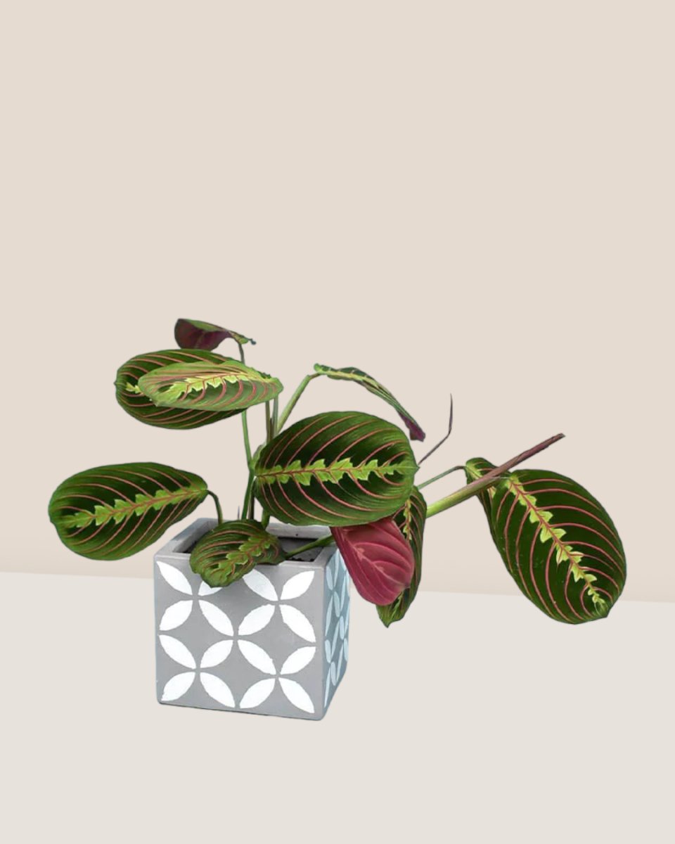 Marantha Prayer Plant paired with cement cube