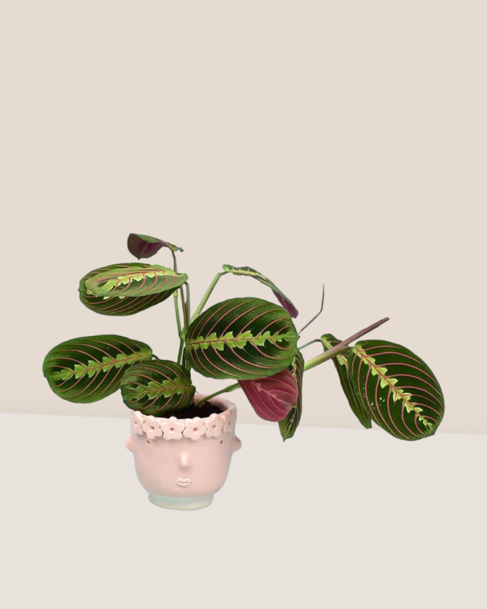 Marantha Prayer Plant paired with misfit pink flower girl