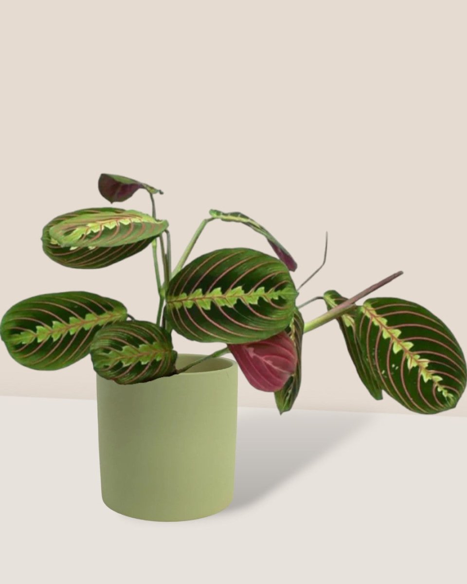 Marantha Prayer Plant paired with olive bloom ceramic pot - large