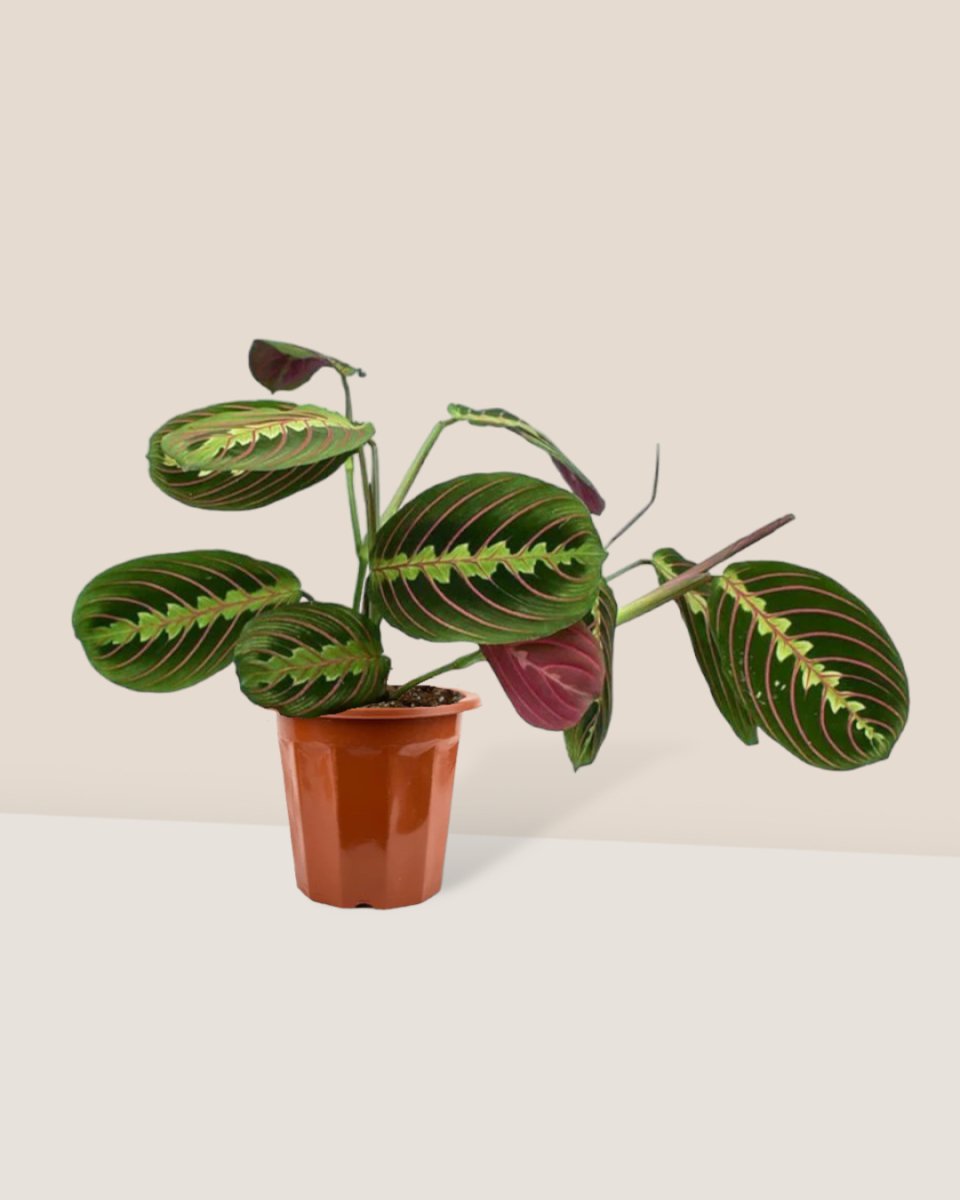 Marantha Prayer Plant in a grow pot