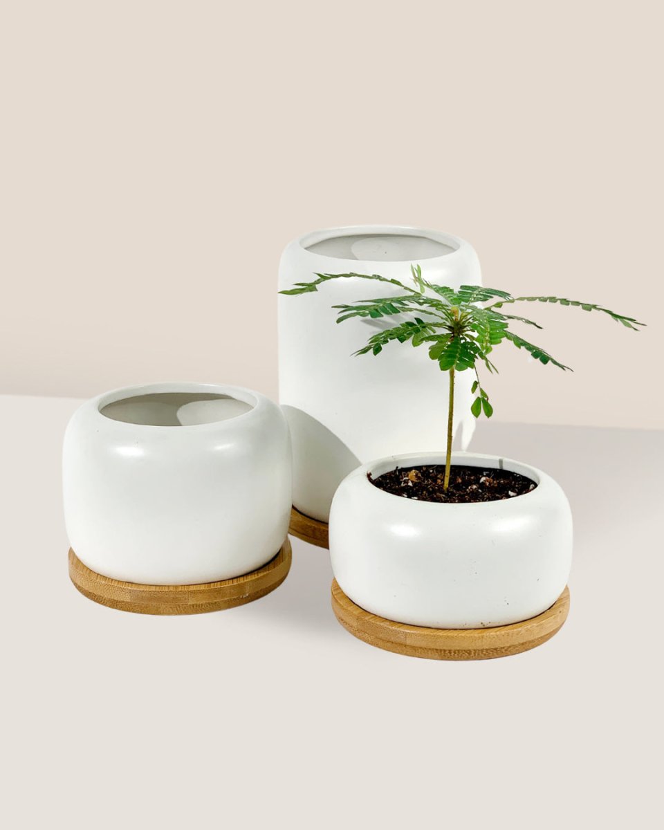 Matte White Cement Pot with Wooden Tray - Tall - Pot - Tumbleweed Plants - Online Plant Delivery Singapore