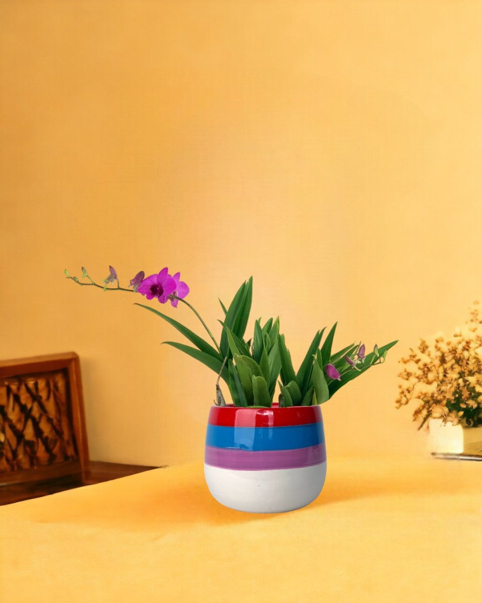 Mini Orchid - poppy color planter - rapunzel - Potted plant - Tumbleweed Plants - Online Plant Delivery Singapore