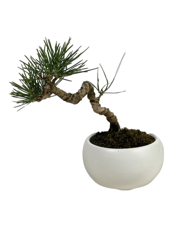 Tumbleweed Plants