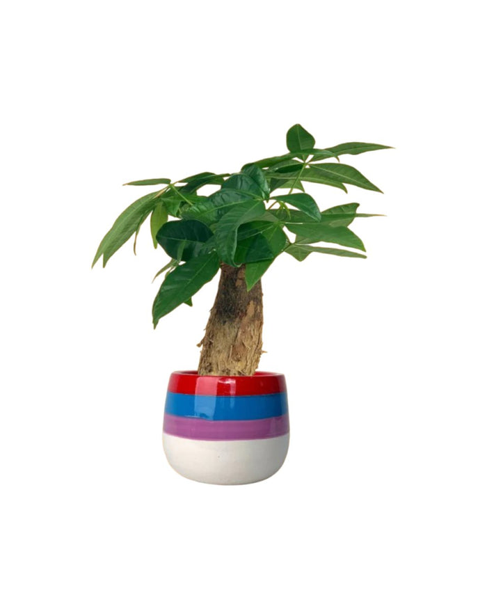 Fat Baby Money Tree - poppy color planter - rapunzel - Gifting plant - Tumbleweed Plants - Online Plant Delivery Singapore