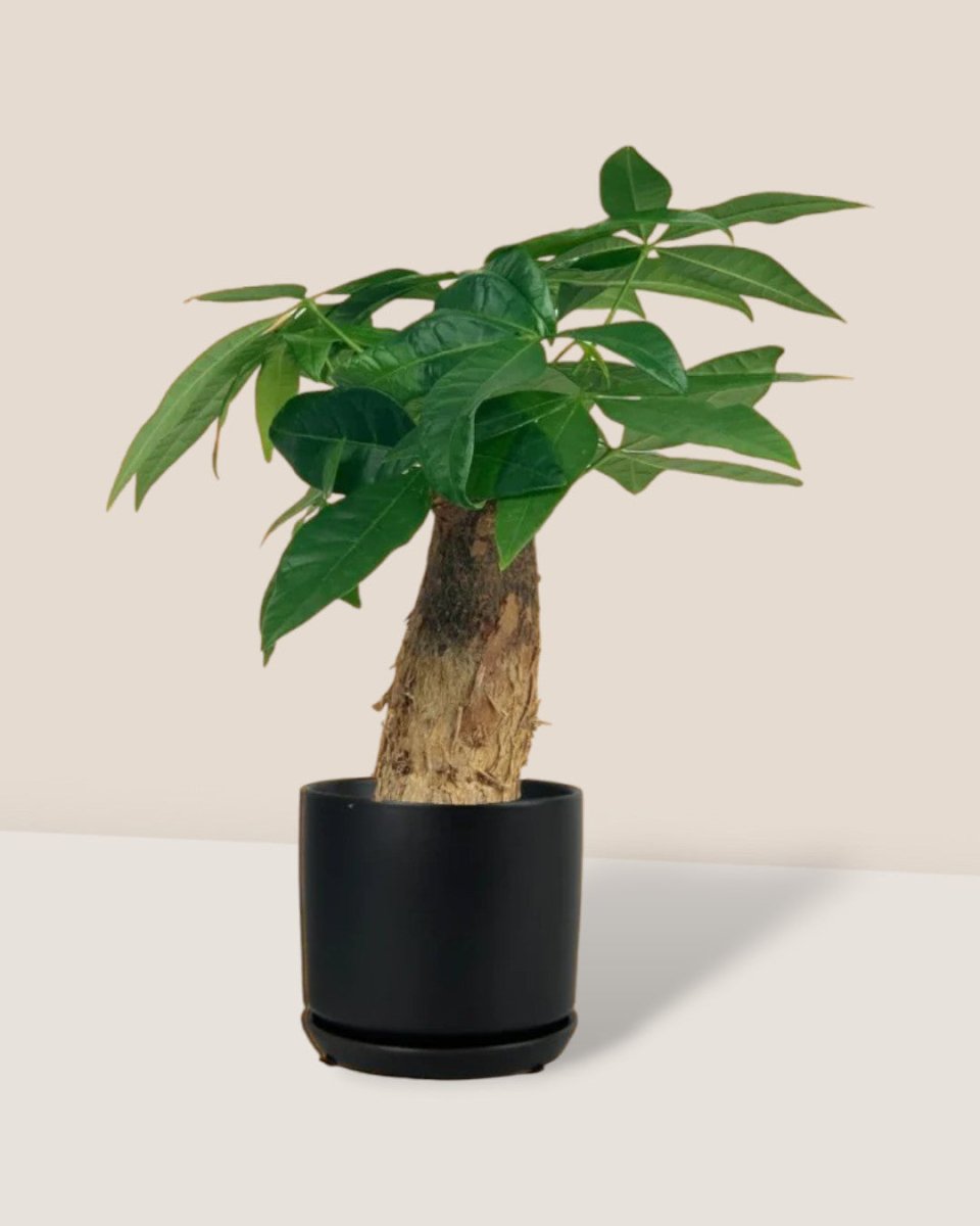 Fat Baby Money Tree - little cylinder black with tray planter - Gifting plant - Tumbleweed Plants - Online Plant Delivery Singapore