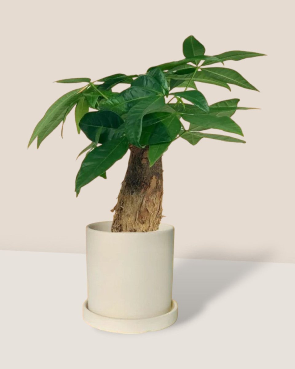 Fat Baby Money Tree - white flour planter - cylinder - Gifting plant - Tumbleweed Plants - Online Plant Delivery Singapore