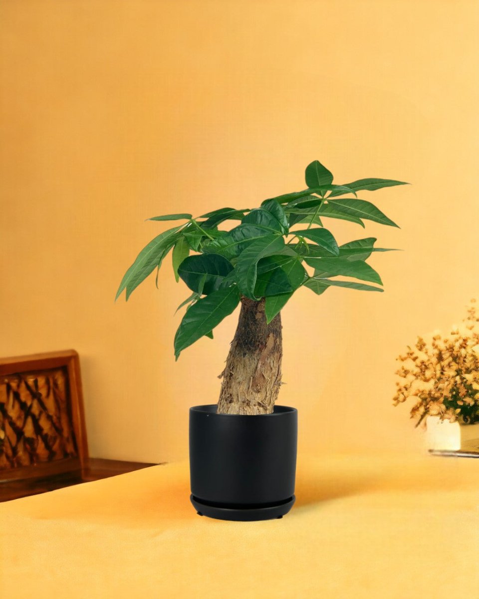 Fat Baby Money Tree - little cylinder black with tray planter - Gifting plant - Tumbleweed Plants - Online Plant Delivery Singapore