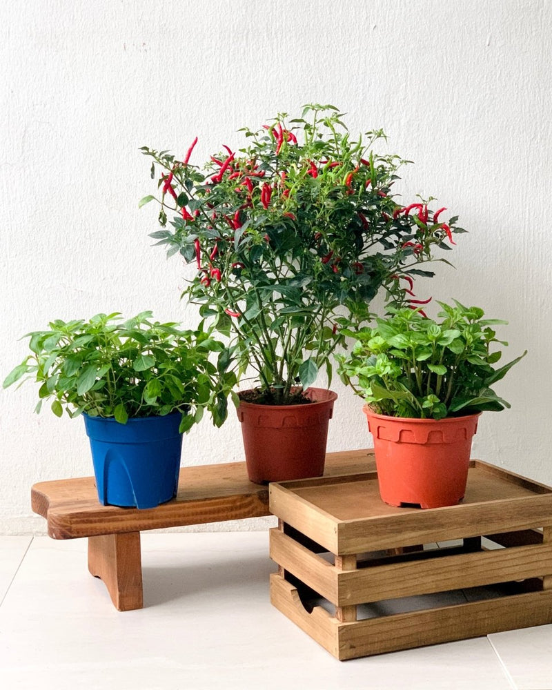 Tumbleweed Plants