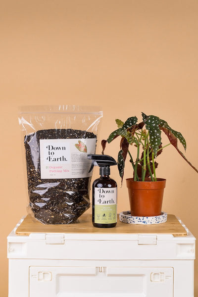 Onsite Repotting Service - Mini - Small - Add Ons - Tumbleweed Plants - Online Plant Delivery Singapore