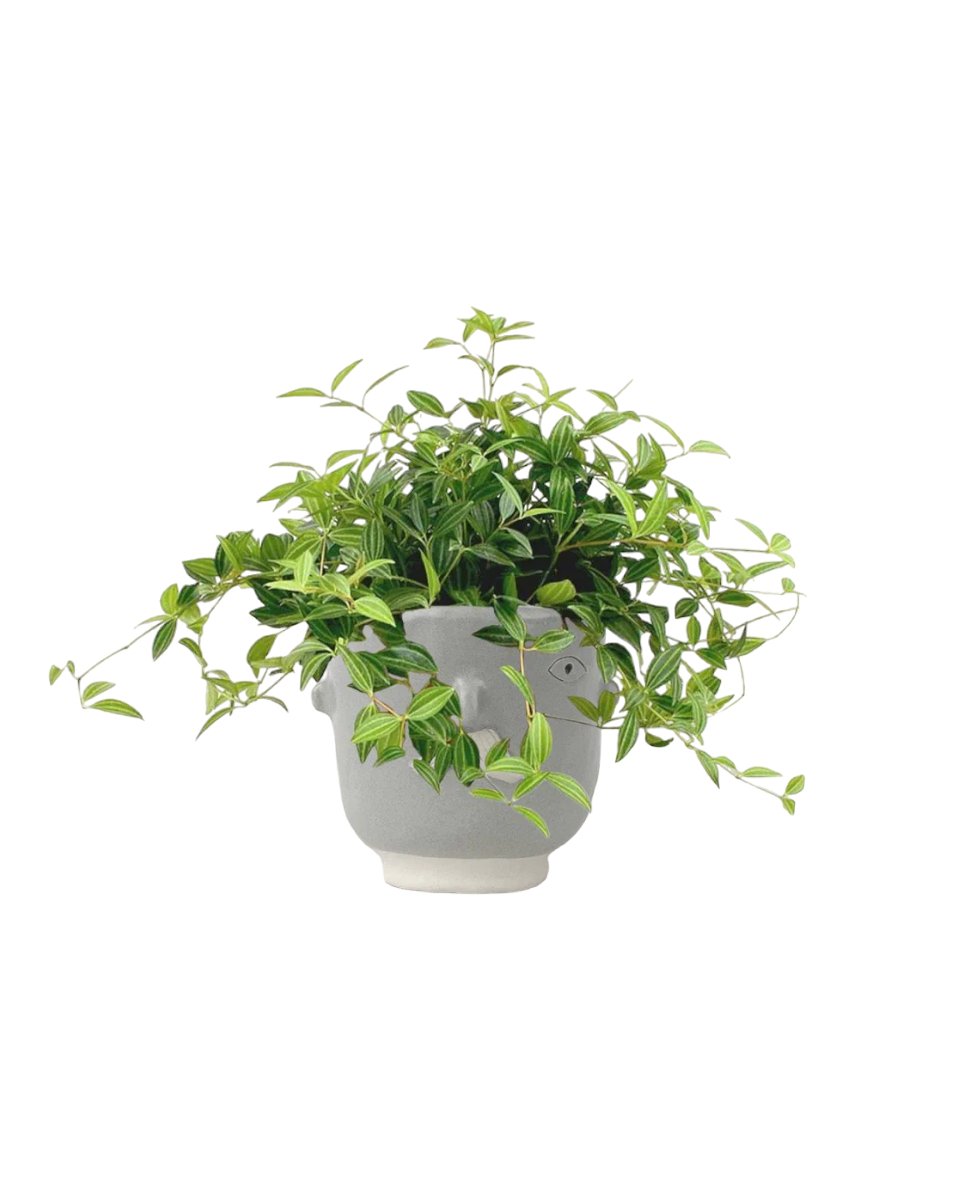 Parallel Peperomia