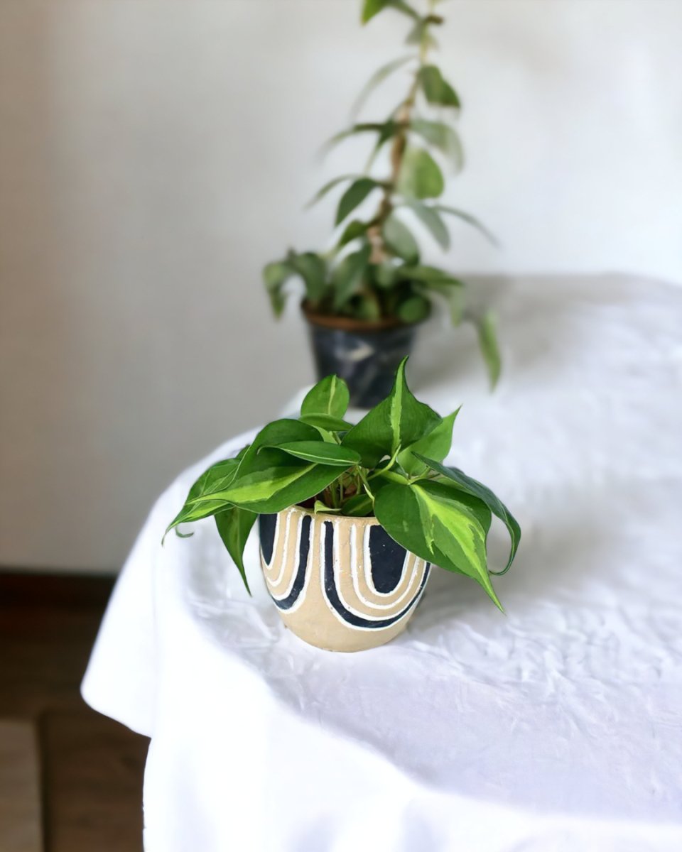 Philodendron Brasil paired with asha planter