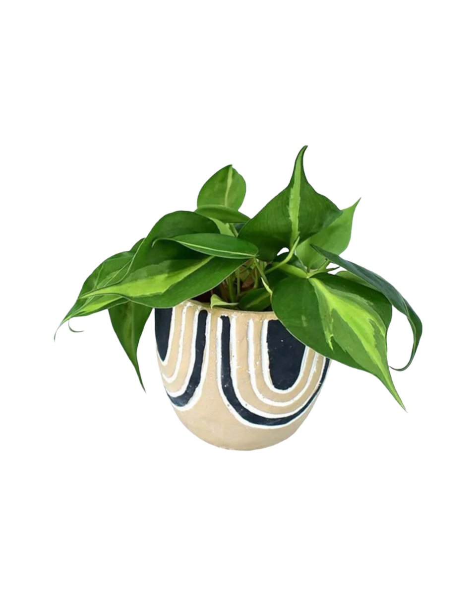 Philodendron Brasil paired with asha planter