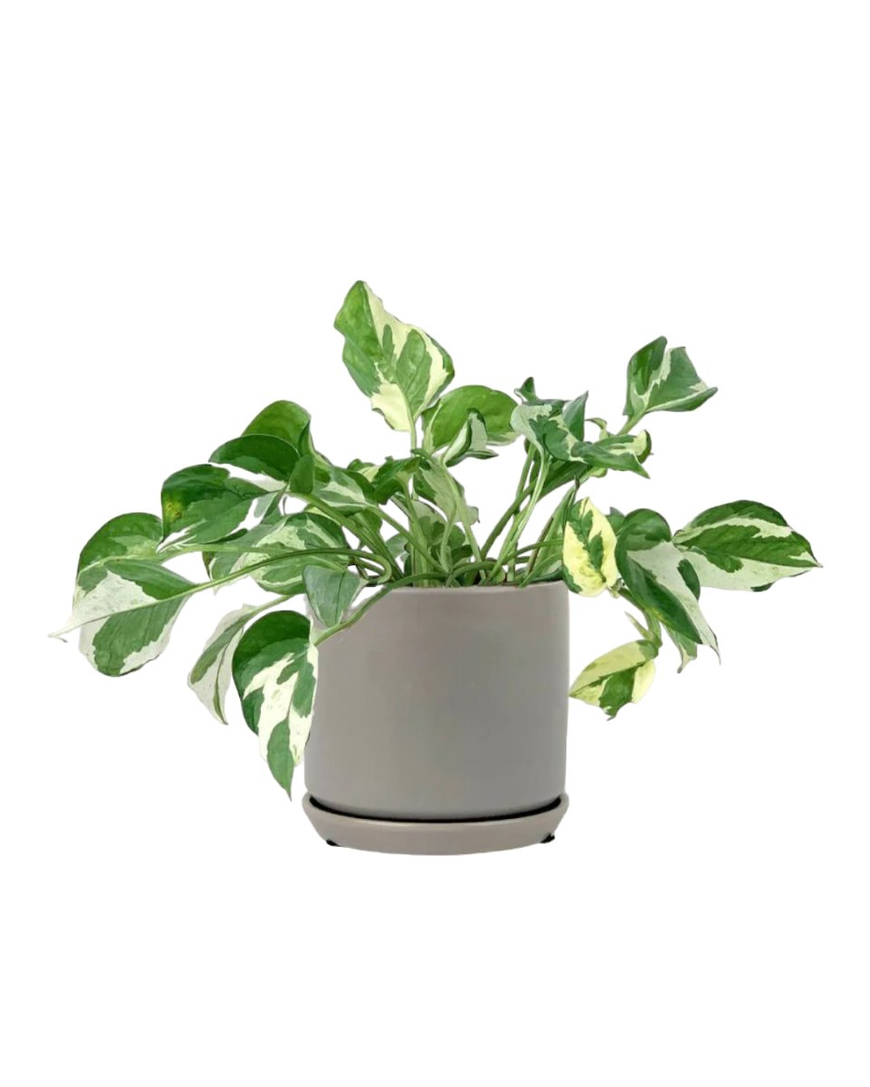 Pothos N'Joy paired with little cylinder grey with tray