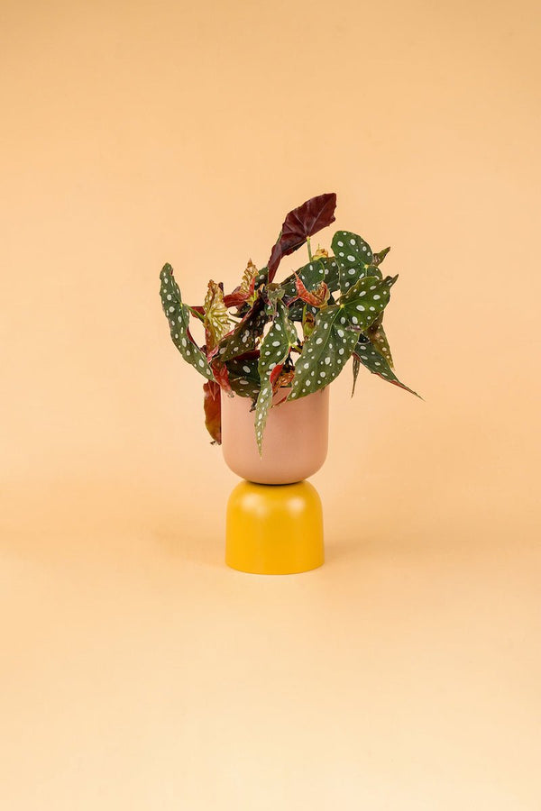 Tumbleweed Plants