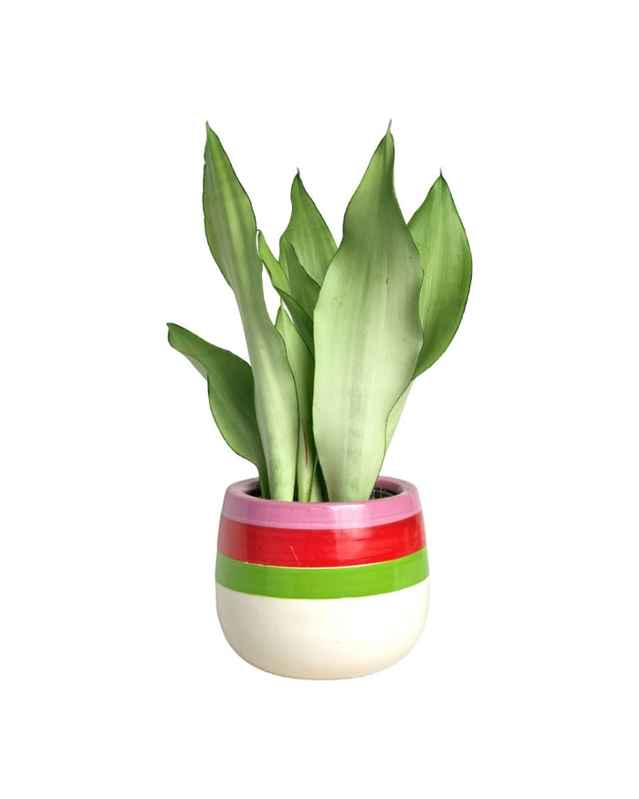 Sansevieria Moonshine paired with poppy color planter - ariel