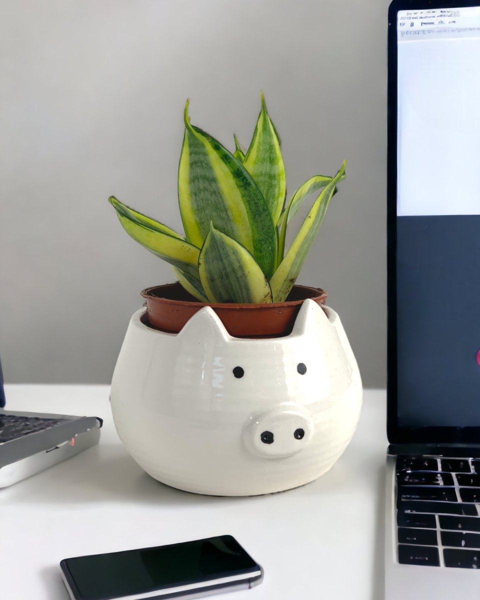 Sansevieria Trifasciata ‘Golden Hahnii’ paired with kitty planter