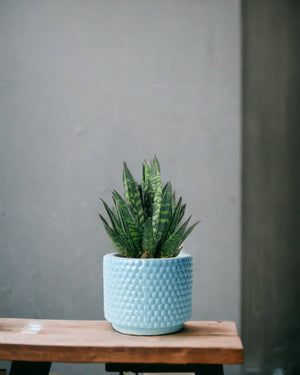 Tumbleweed Plants