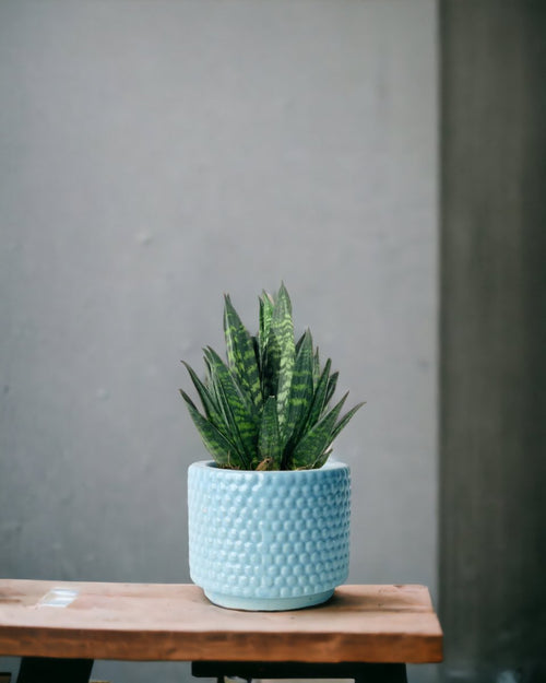Tumbleweed Plants