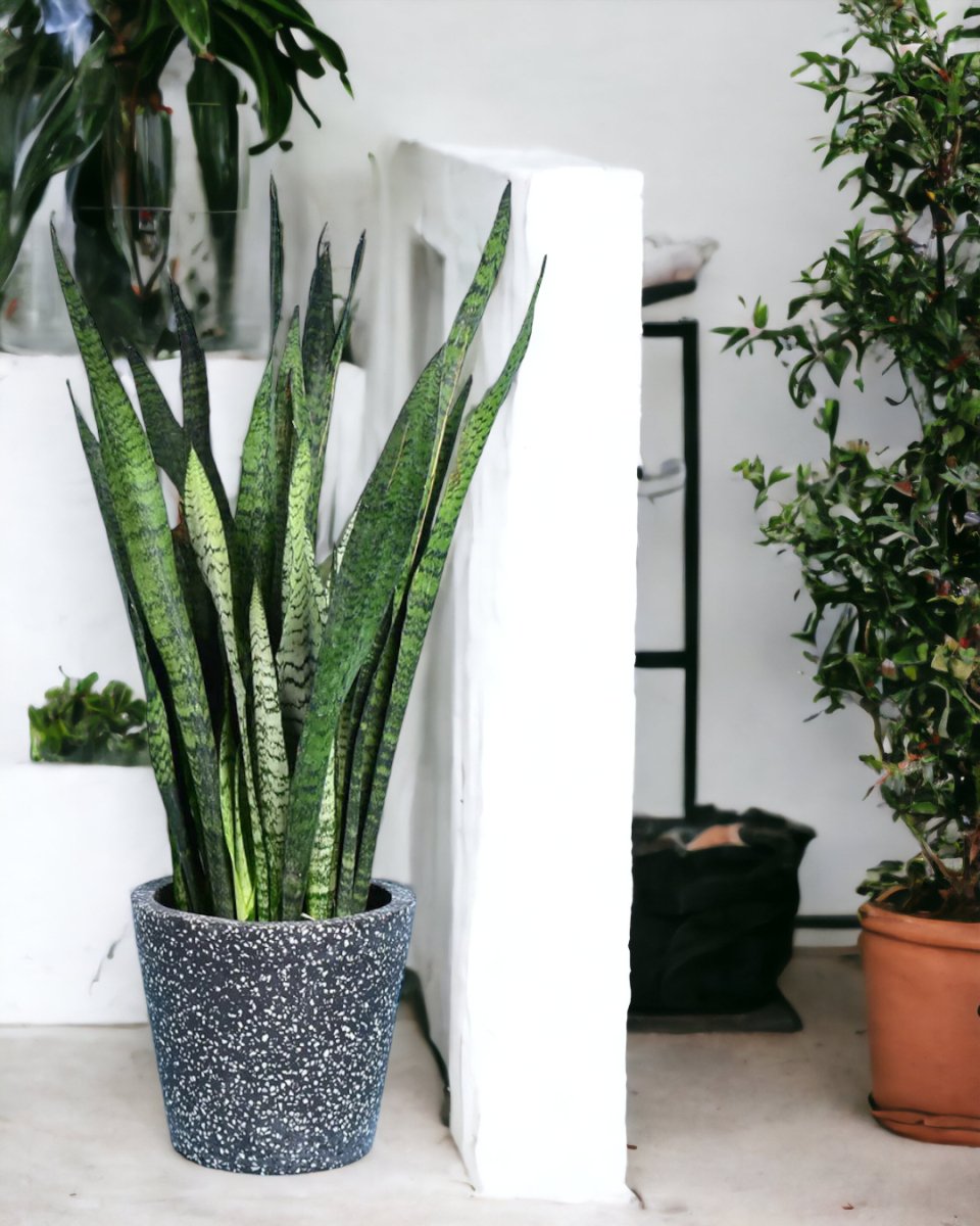 Sansevieria Zeylanica paired with black terrazzo pot