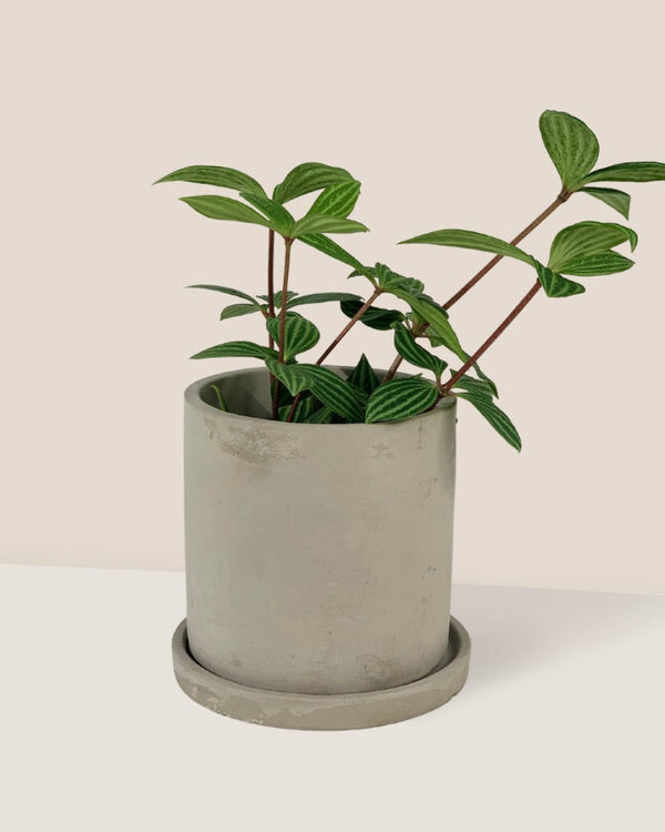 Tumbleweed Plants