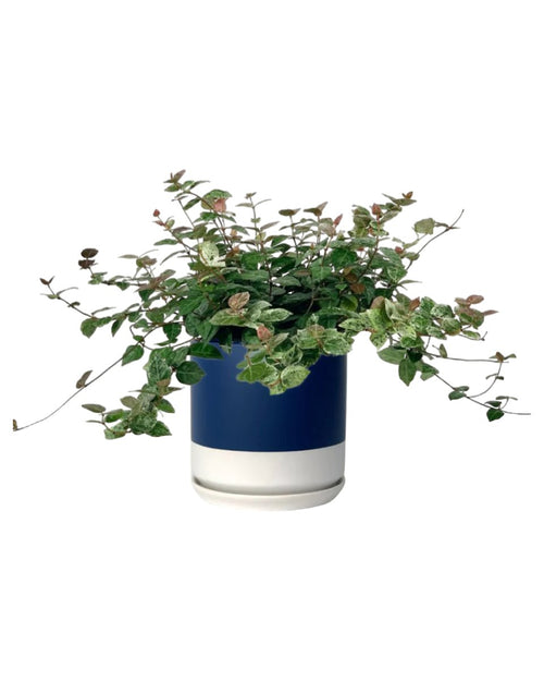 Tumbleweed Plants