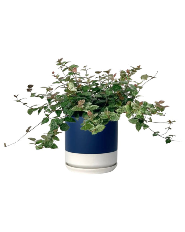 Tumbleweed Plants