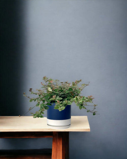 Tumbleweed Plants