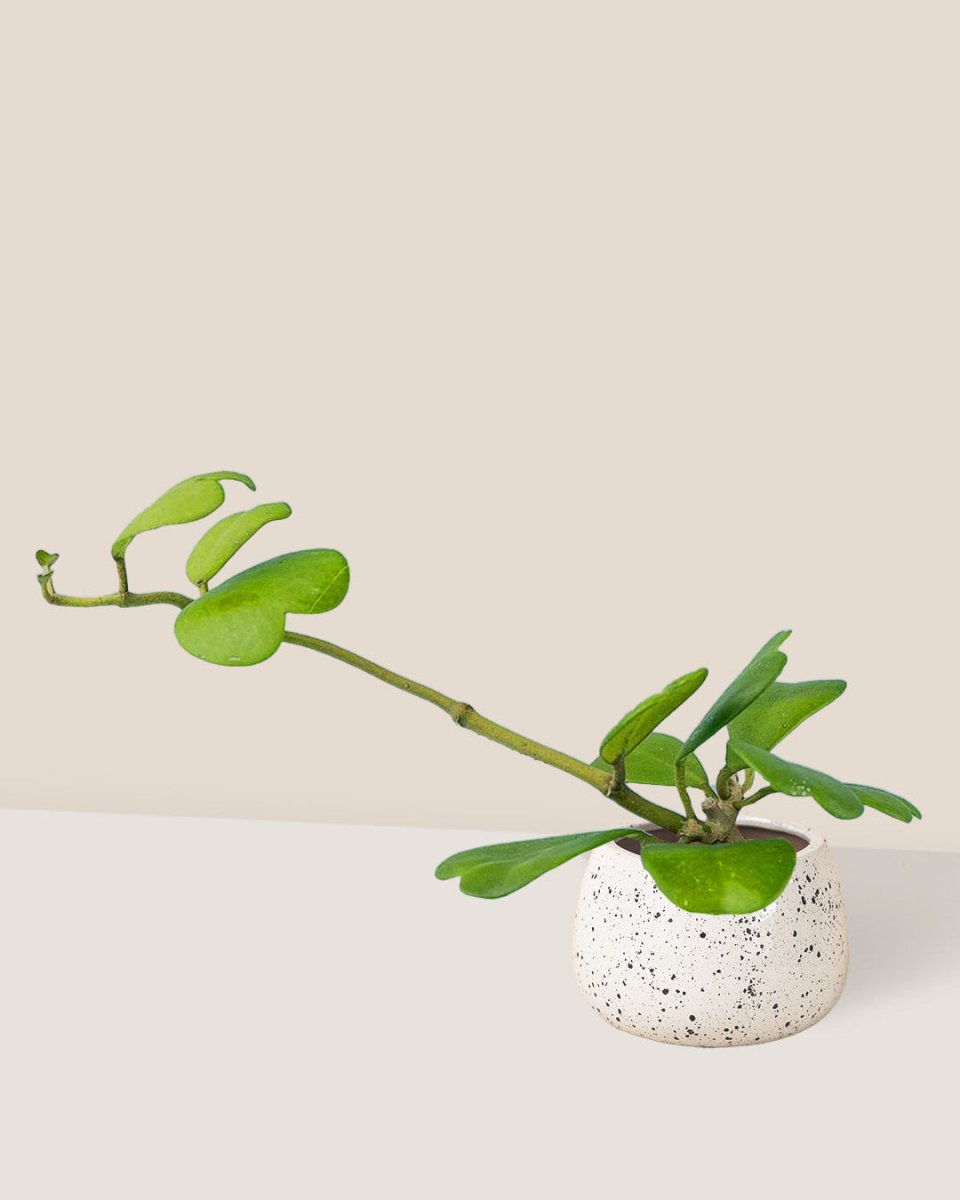 Sweetheart Hoya paired with ink splash bowl planter