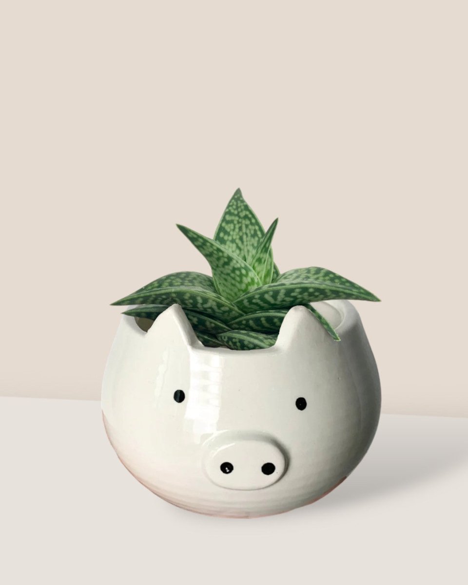 "Tiger" Aloe paired with Piggy Planter