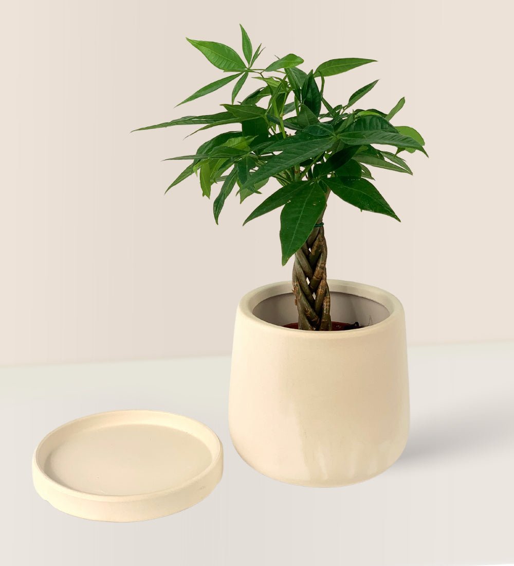 White Flour Planter - Pot - Tumbleweed Plants - Online Plant Delivery Singapore