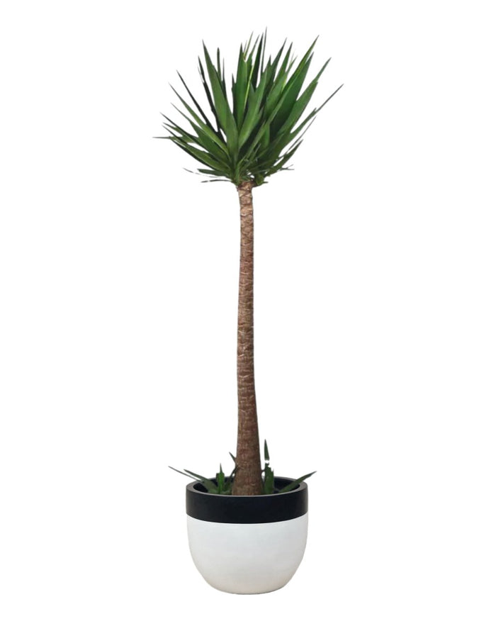 Yucca Cane - large resin planters - white/black - Potted plant - Tumbleweed Plants - Online Plant Delivery Singapore