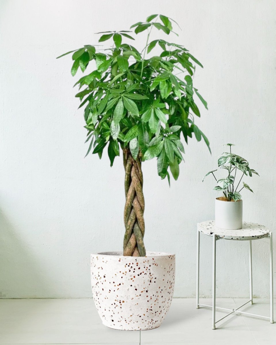 Tumbleweed Plants