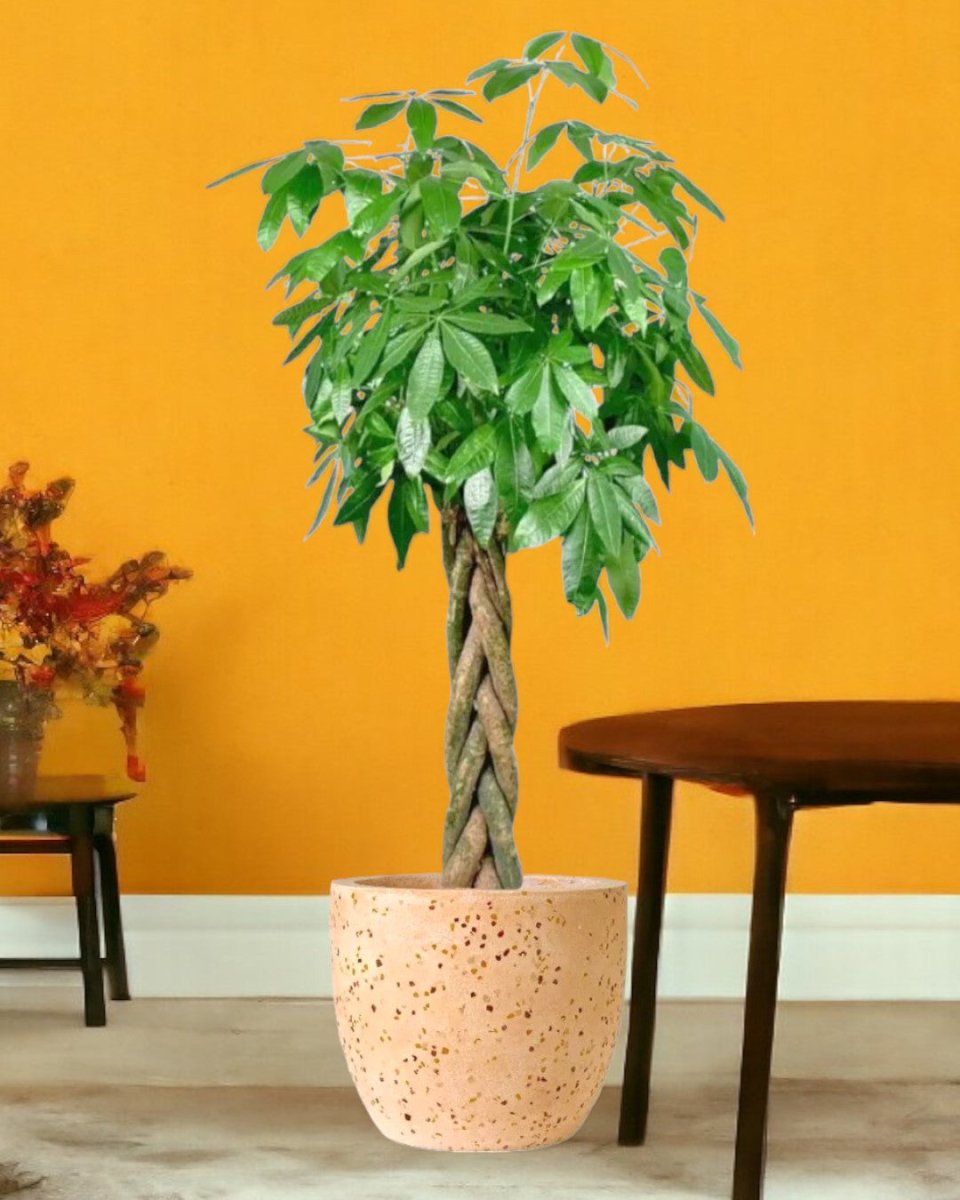 Tumbleweed Plants